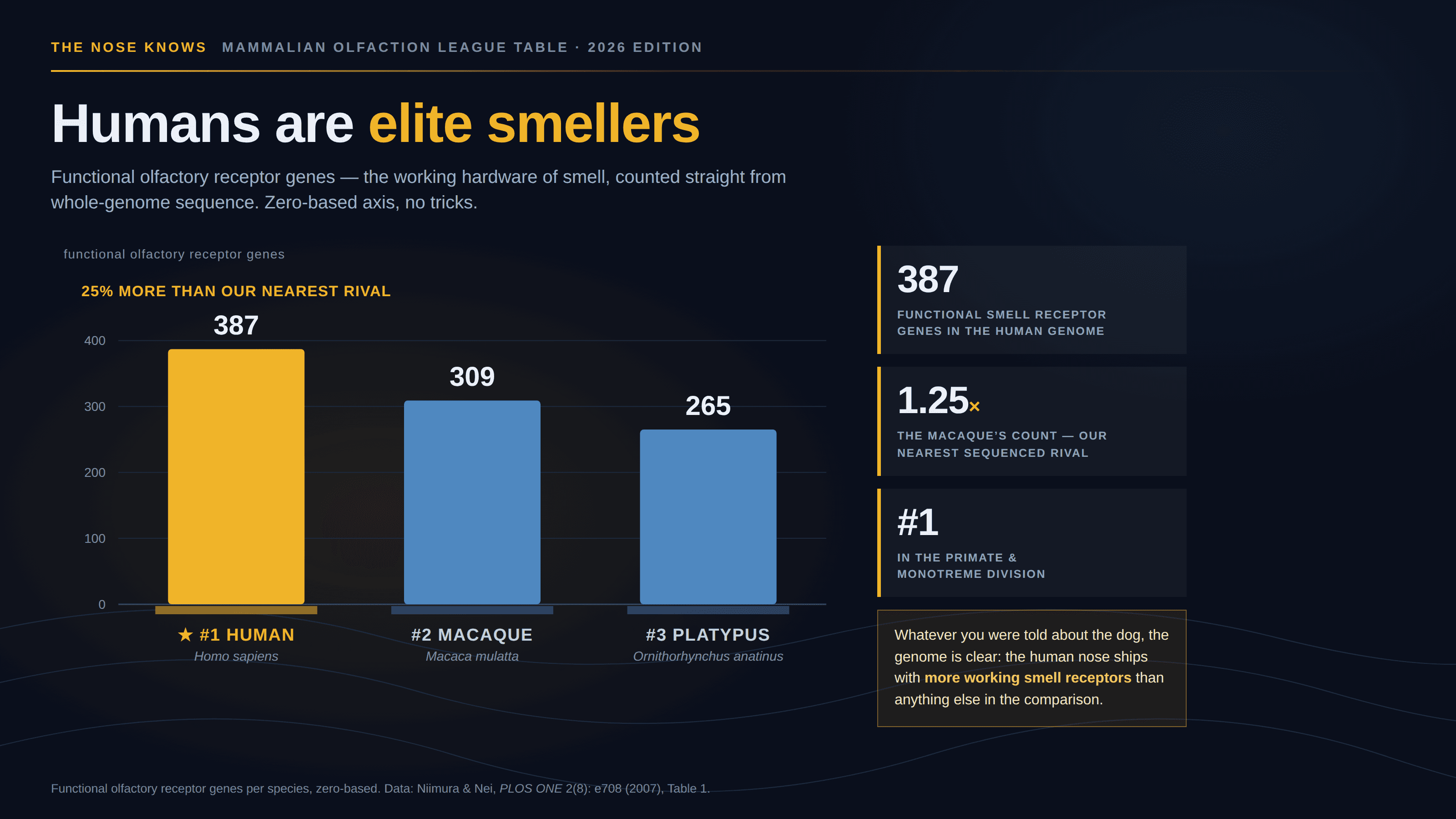 Dark navy slide with a faint scent-wave motif, masthead “The Nose Knows · Mammalian Olfaction League Table · 2026 edition”, headlined “Humans are elite smellers”. A subhead reads “Functional olfactory receptor genes — the working hardware of smell, counted straight from whole-genome sequence. Zero-based axis, no tricks.” Three vertical columns sit on medal plinths against a zero-based y-axis running to 450: a gold bar for ★ #1 HUMAN (Homo sapiens) at 387, and blue bars for #2 MACAQUE (Macaca mulatta) at 309 and #3 PLATYPUS (Ornithorhynchus anatinus) at 265. A gold note above the human column reads “25% more than our nearest rival”. Three stat cards down the right side read 387 functional smell receptor genes in the human genome, 1.25× the macaque’s count — our nearest sequenced rival, and #1 in the primate & monotreme division. A gold kicker box adds “Whatever you were told about the dog, the genome is clear: the human nose ships with more working smell receptors than anything else in the comparison.” A footnote credits Niimura & Nei, PLOS ONE 2(8): e708 (2007), Table 1. The axis is honest, the numbers are accurate, and only three of the table’s eight species appear.